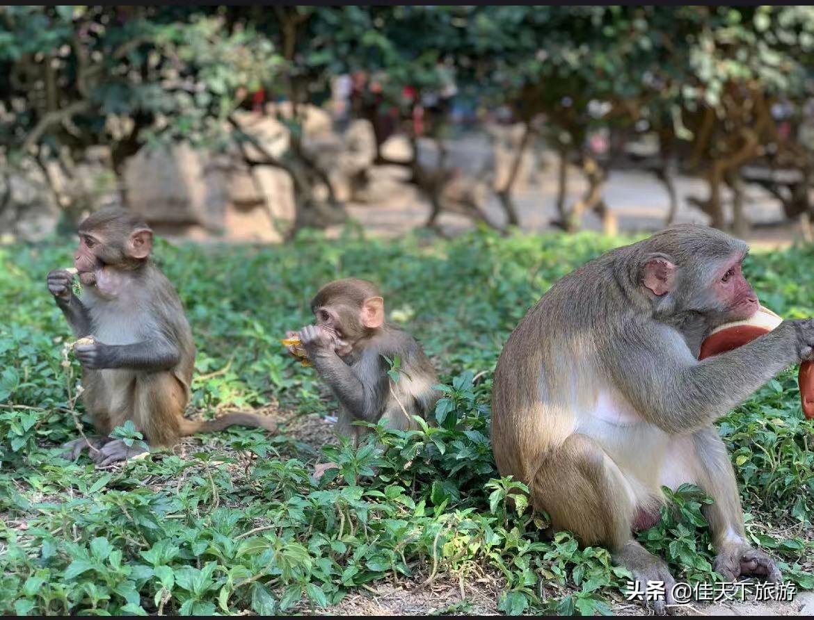 春节海南最适合亲子度假游玩有哪些景点？去海南亲子游旅游攻略一次