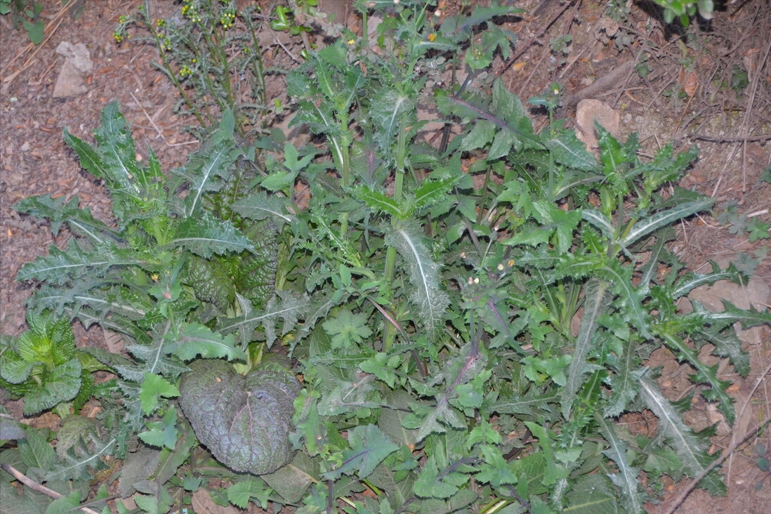 春天常见的野菜有哪些（野菜的做法大全家常）