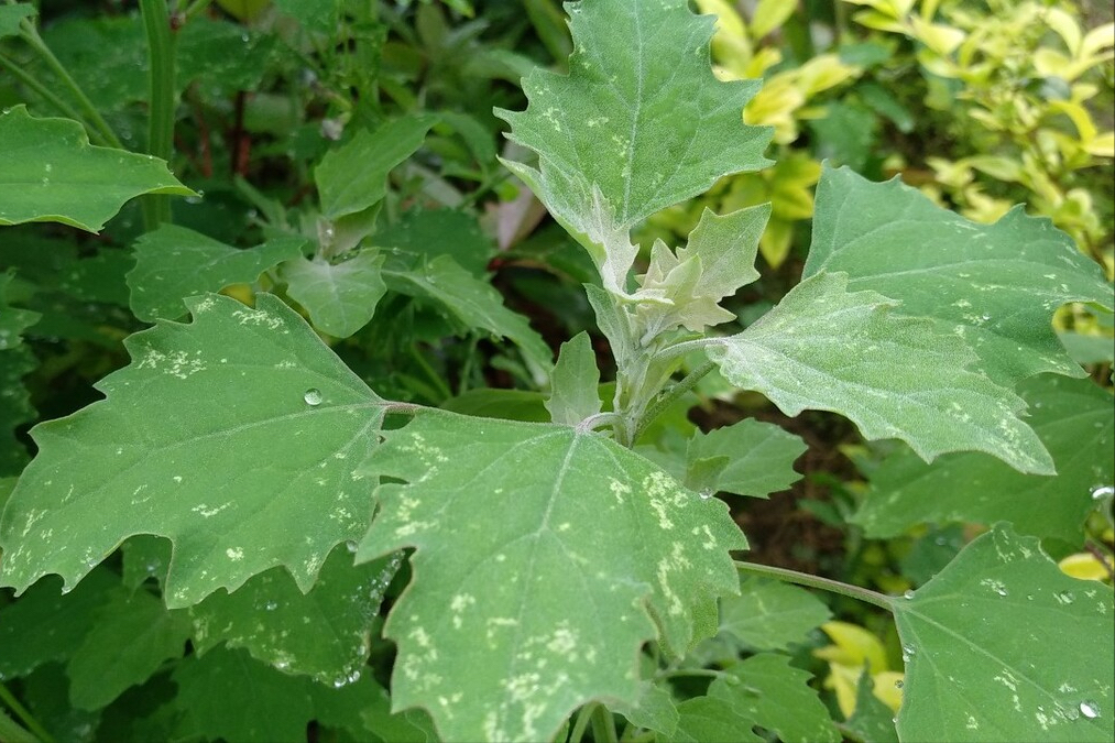 春天常见的野菜有哪些（野菜的做法大全家常）