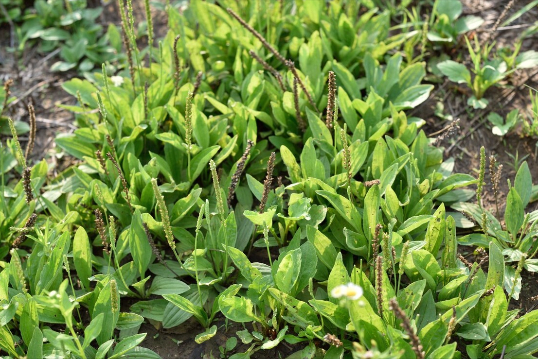 春天常见的野菜有哪些（野菜的做法大全家常）