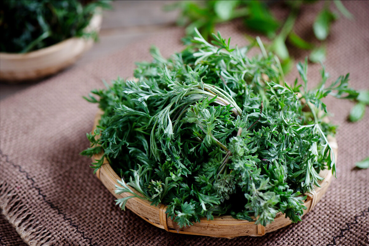 春天常见的野菜有哪些（野菜的做法大全家常）