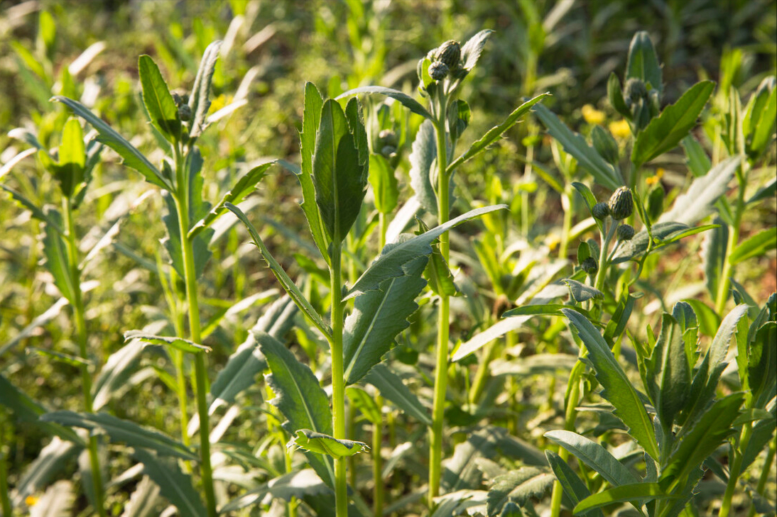 春天常见的野菜有哪些（野菜的做法大全家常）