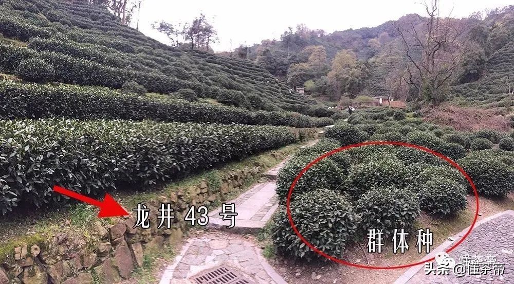 西湖龙井茶选购指南（西湖龙井好坏鉴别有图）