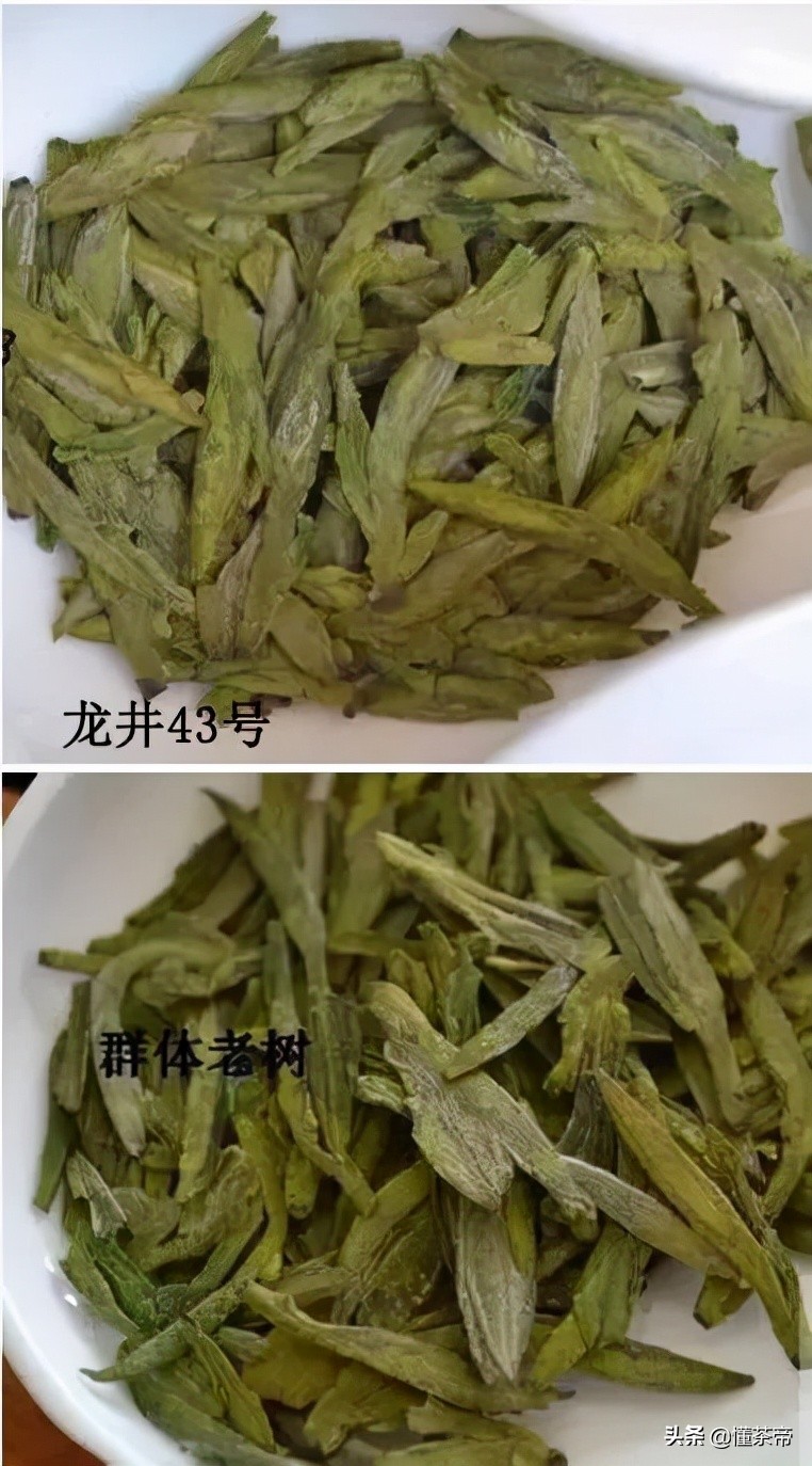 西湖龙井茶选购指南（西湖龙井好坏鉴别有图）