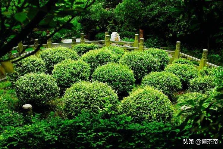 西湖龙井茶选购指南（西湖龙井好坏鉴别有图）