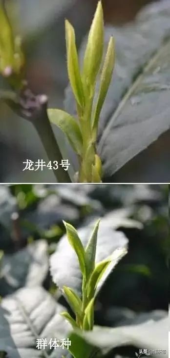 西湖龙井茶选购指南（西湖龙井好坏鉴别有图）