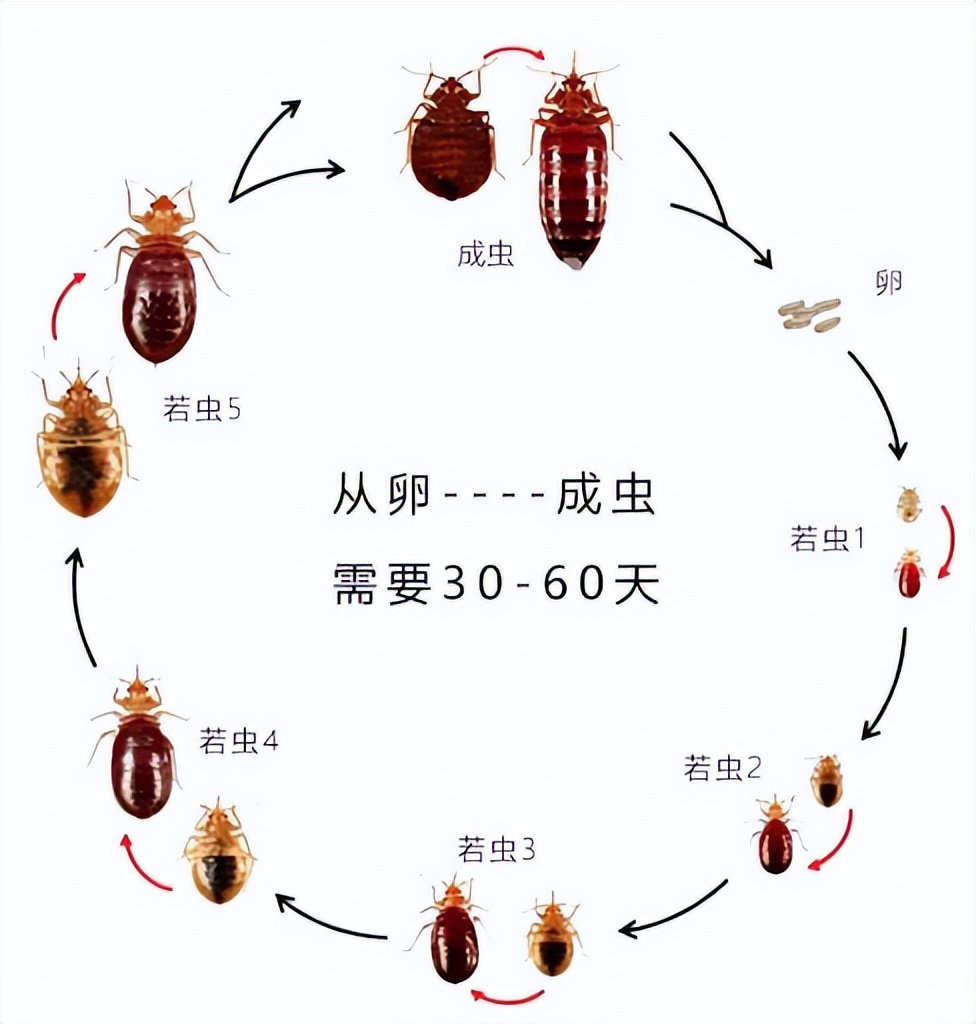 床单半个月不洗会怎样还能睡吗（床单半个月不洗全是螨虫和细菌）