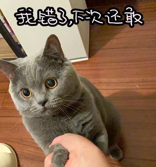 蓝猫多少钱养它体验感满分  为什么这么多人养蓝猫 