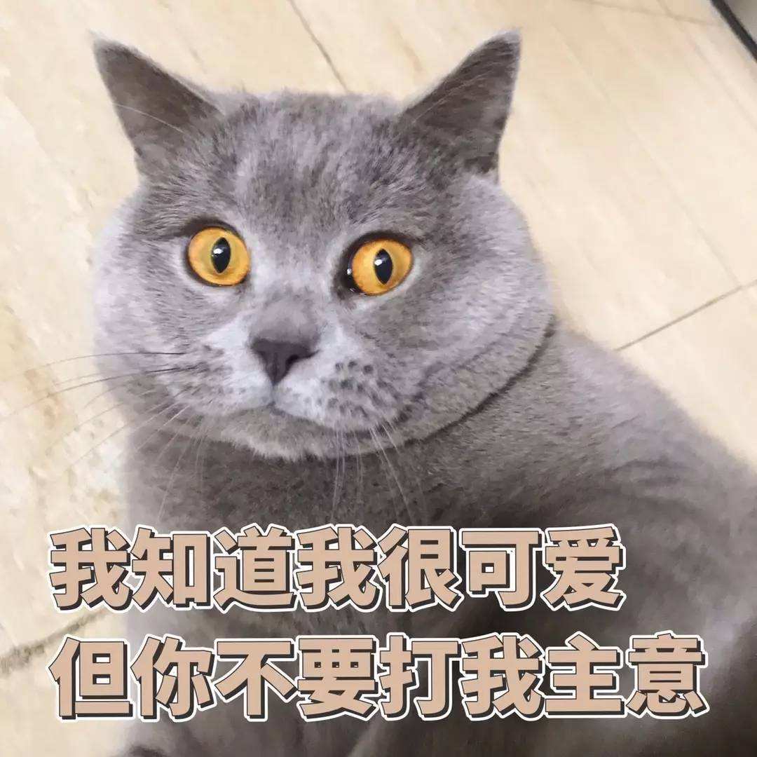 蓝猫多少钱养它体验感满分  为什么这么多人养蓝猫 