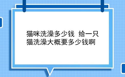 猫咪洗澡多少钱 给一只猫洗澡大概要多少钱啊？插图