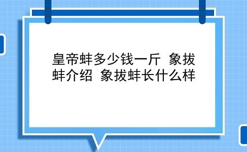 皇帝蚌多少钱一斤 象拔蚌介绍？象拔蚌长什么样？插图