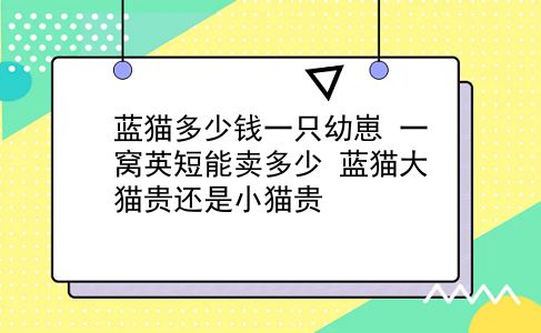 蓝猫多少钱一只幼崽 一窝英短能卖多少？蓝猫大猫贵还是小猫贵？插图