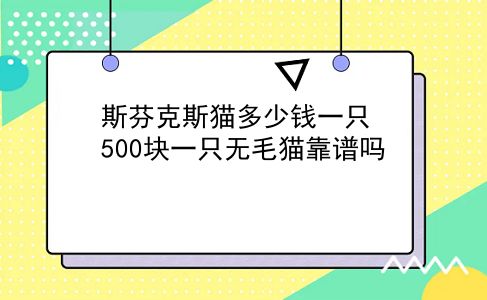 斯芬克斯猫多少钱一只 500块一只无毛猫靠谱吗？插图