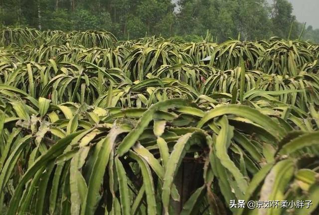 干的霸王花多少钱一斤 干霸王花200元一斤贵吗？