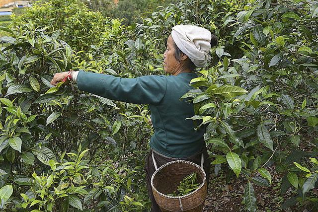 普洱是什么茶 普洱茶属于什么茶？普洱算啥茶？