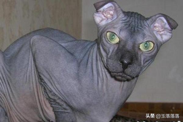 世界名猫排行前50名 猫品种排名？宠物猫排行榜？