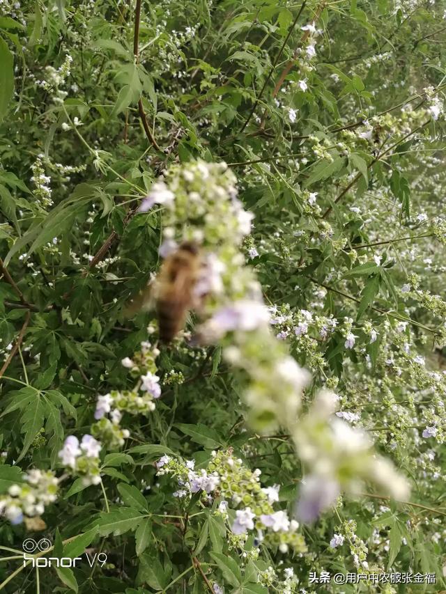 蜂蜜什么牌子的好，蜂蜜哪个牌子好？中国十大蜂蜜产地排名？