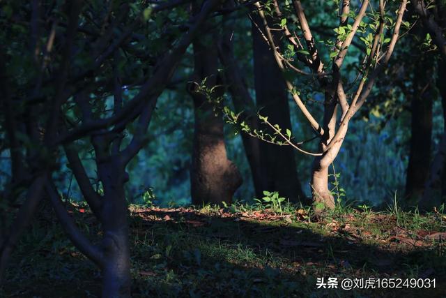 照相机什么牌子好 目前质量较好的家用照片打印机？