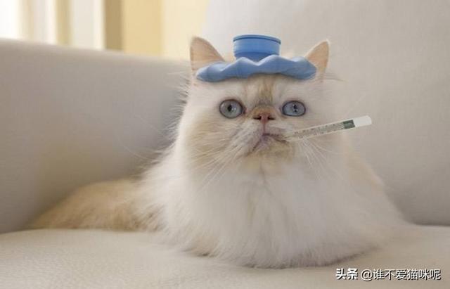 猫流鼻涕用什么药 猫老流鼻涕吃什么药，猫咪流鼻涕吃什么药好？