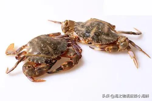 天鹅蛋是什么海鲜 冷冻天鹅蛋海鲜怎么吃？