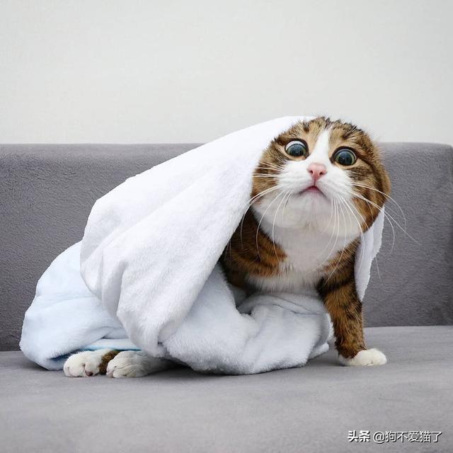 猫流鼻涕用什么药 猫老流鼻涕吃什么药，猫咪流鼻涕吃什么药好？