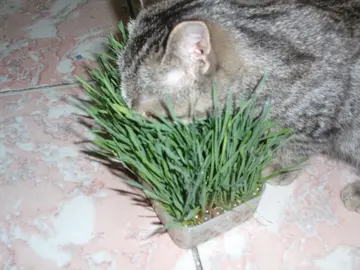 猫草是什么植物的种子 猫草是不是小麦种子？