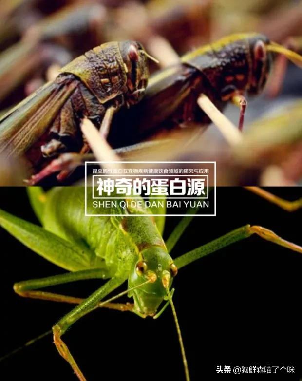 狗狗真菌感染用什么药 狗狗真菌感染吃什么药？