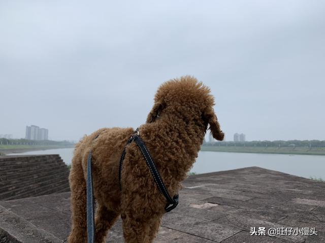 幼犬狗粮什么牌子好 金毛幼犬喂什么狗粮？