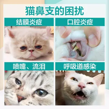 猫咪流鼻涕打喷嚏吃什么药 猫咪光打喷嚏和流鼻涕用什么药？