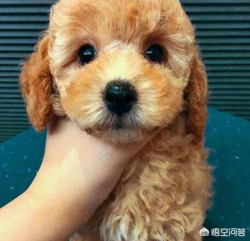 泰迪幼犬吃什么牌子的狗粮好 一岁泰迪吃什么牌子狗粮好？