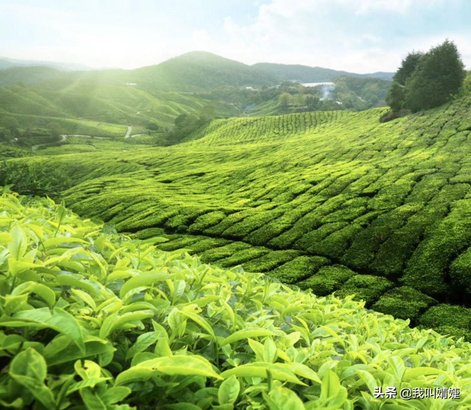 【安吉茶篇】它是漂亮的安吉绿茶，为何误导人们以为是白茶