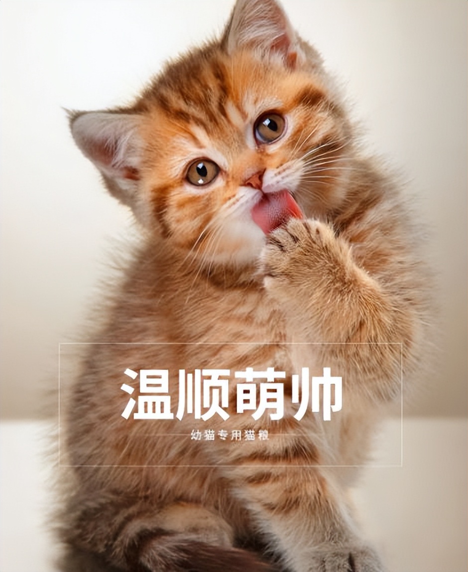 猫粮挑选要多留心，掌握选猫粮的重点