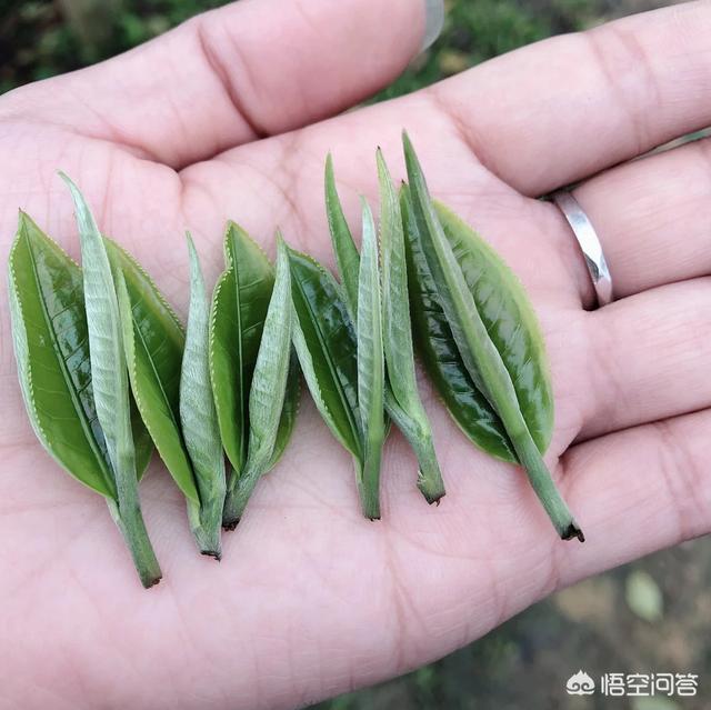 英红九号红茶价格 八百秀才英红九号红茶什么档次？