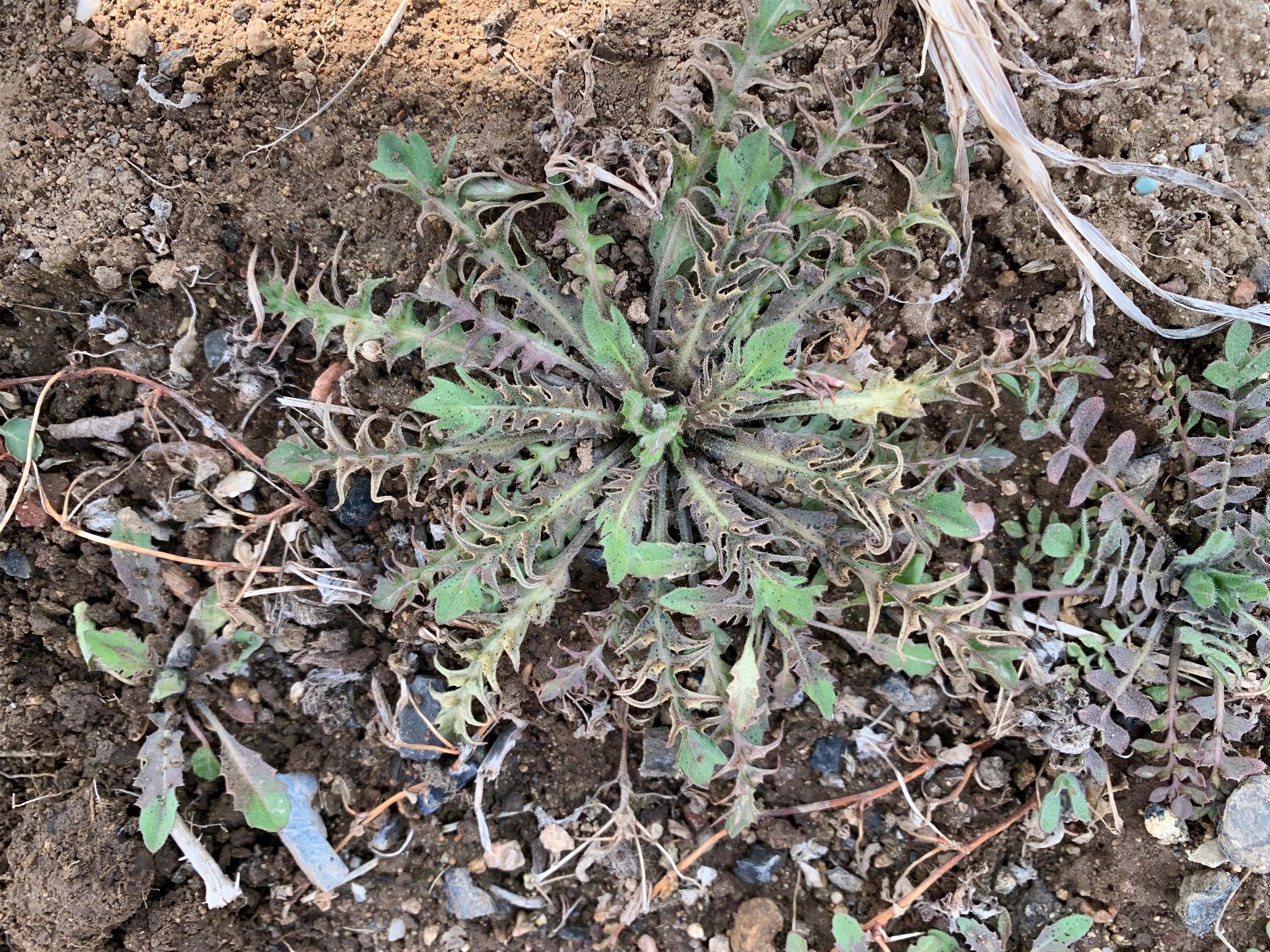 春日踏青采荠菜，你认识荠菜吗?