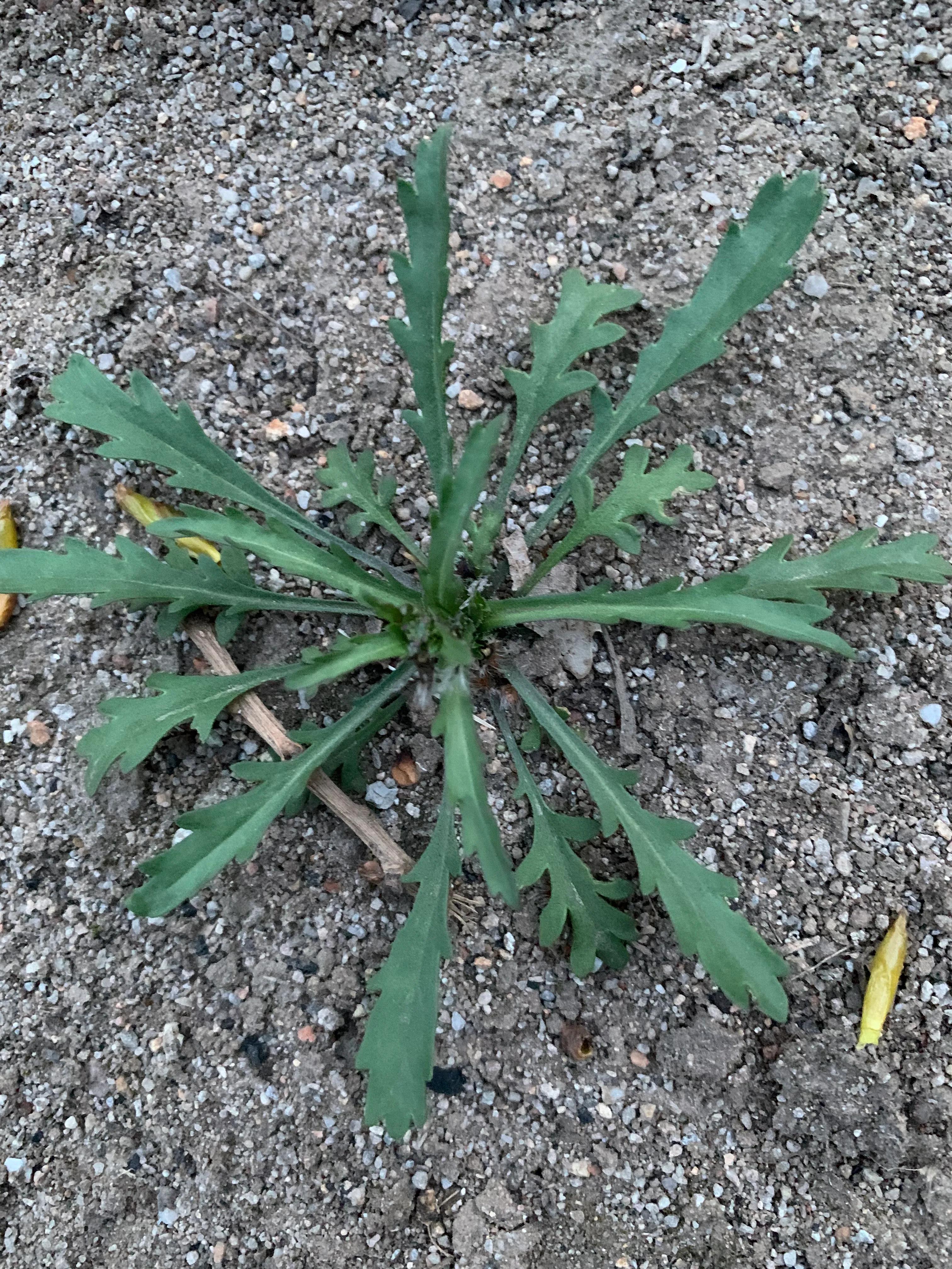 春日踏青采荠菜，你认识荠菜吗?