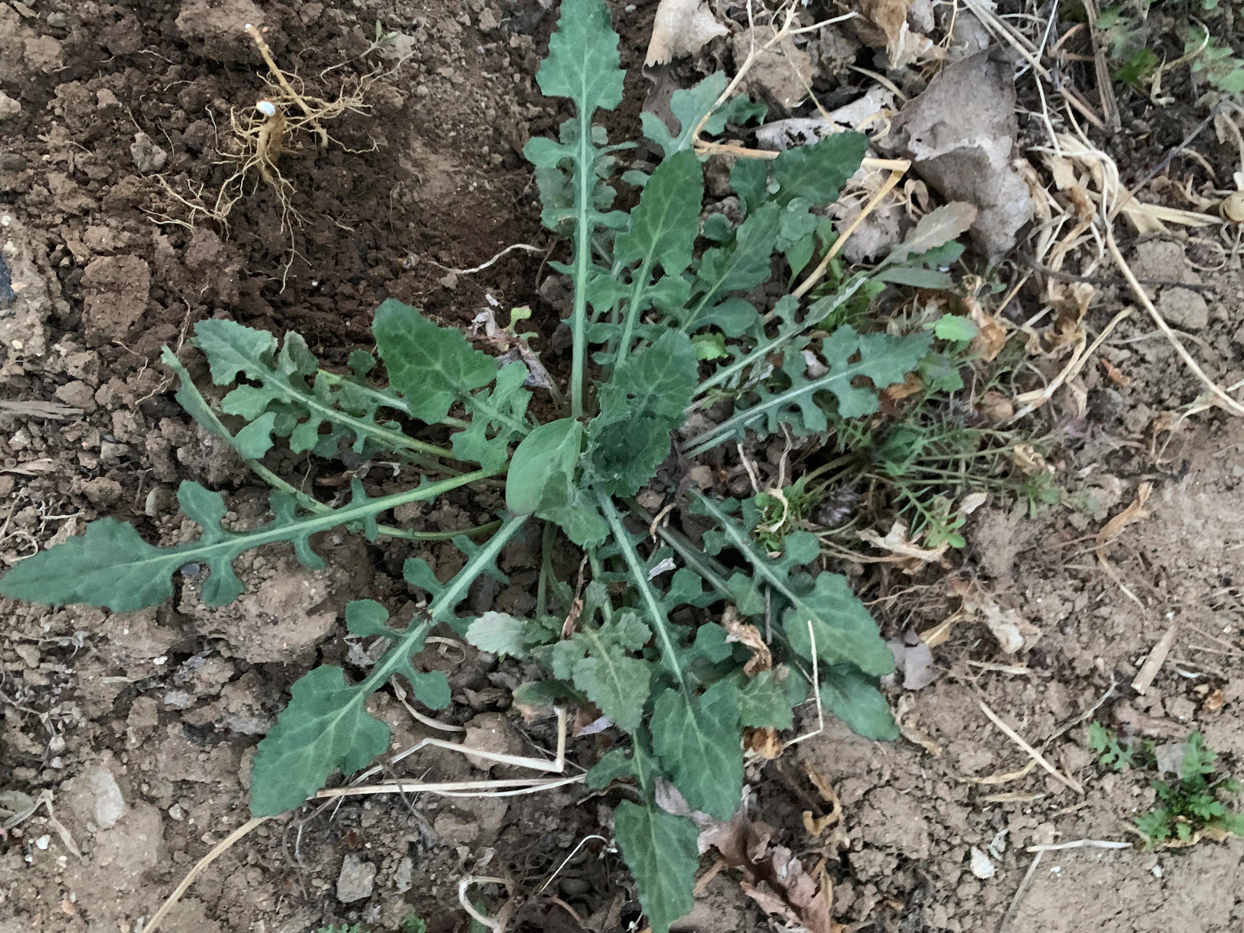 春日踏青采荠菜，你认识荠菜吗?