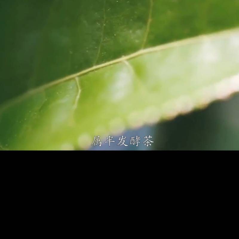 茶香师红茶香水好不好？茶香师红茶香水怎么样？