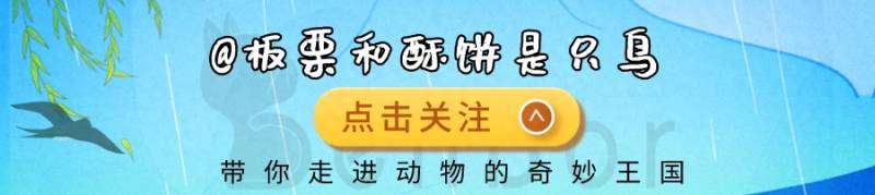 迷你世界狼怎么繁殖？怎么繁殖自己的后代？