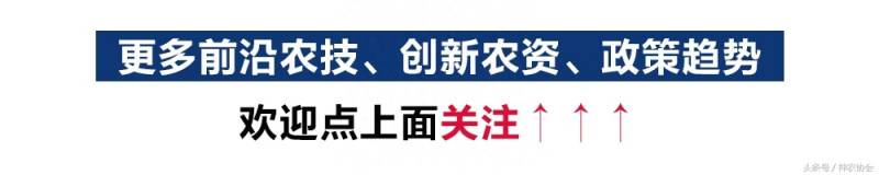 我的世界西瓜怎么不长？盆栽西瓜长不大叶子很小怎么办？