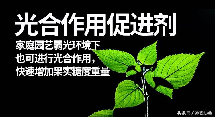 我的世界西瓜怎么不长？盆栽西瓜长不大叶子很小怎么办？