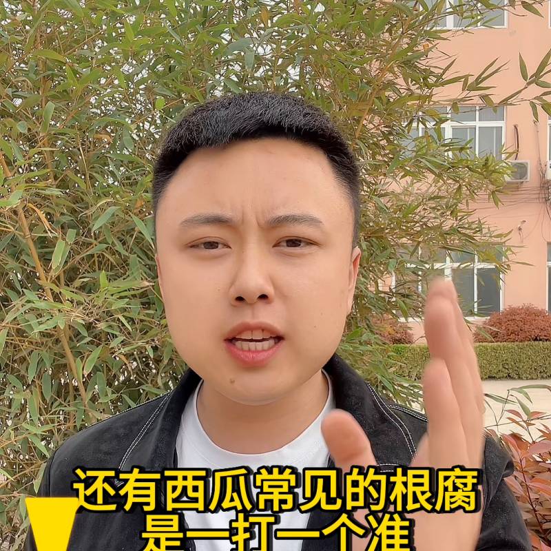 我的世界西瓜怎么不长？盆栽西瓜长不大叶子很小怎么办？