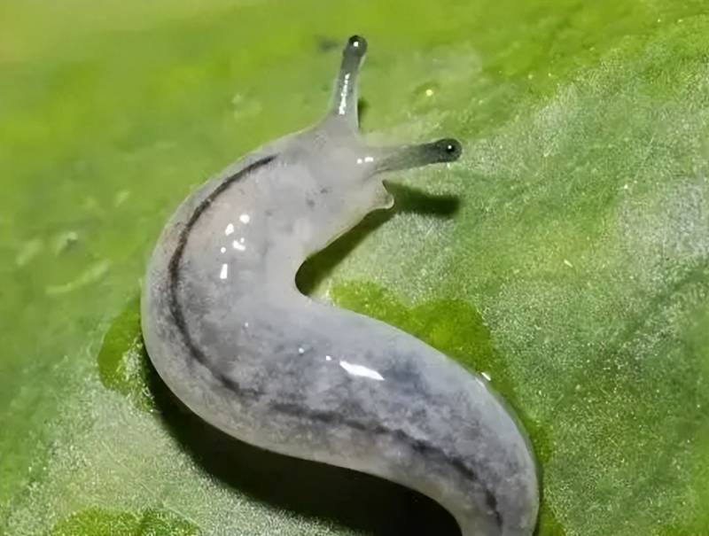 泰拉瑞拉熔岩蜗牛怎么抓？动漫熔岩虫熔岩蜗牛